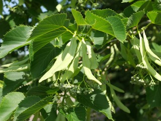 Legend Linden tree flowers and leaves in spring, Colorado