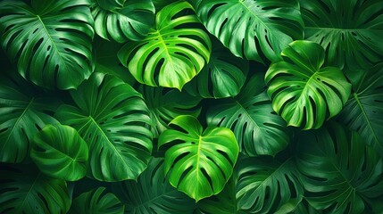A lush arrangement of tropical green leaves, creating a vibrant and serene natural backdrop.