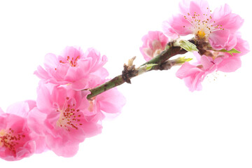 Naklejka premium 桃の花 白バック