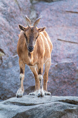 Markhor female on the rock. Latin name - Capra falconeri. Wild goat native to Central Asia, Karakoram and the Himalayas