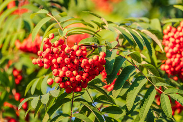 Obraz premium Autumn bright red rowan berries with leaves