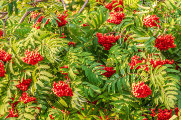Autumn bright red rowan berries with leaves