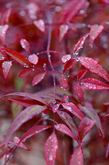 water drops on red leaf
