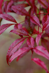 close up of red leaf