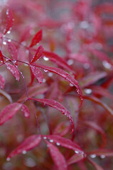 red leaf with water drops