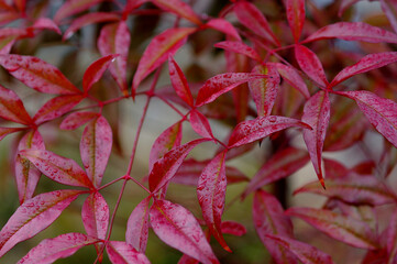 red and green leaves