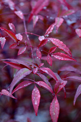 red leaf with drops