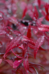 red and green leaves