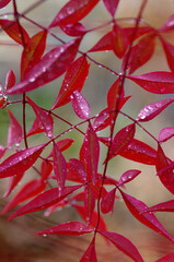 red and green leaves