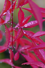 water drops on red leaf