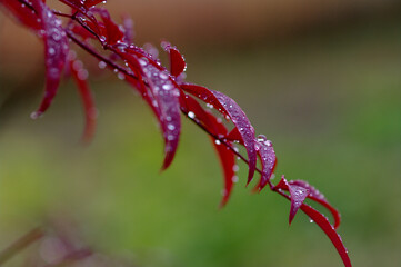 red leaf in autumn