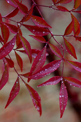red autumn leaves