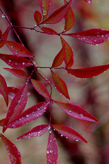red leaves with dew drops