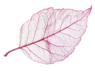 Skeletonized pink leaf with visible veins isolated on white background