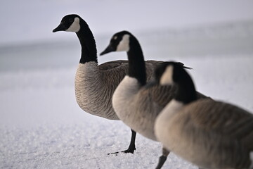 Canadian goose on the beach