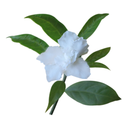 Cape Jasmine or Cape Gardenia flowers. Close up white small Jasmine flowers isolated on transparent background.	