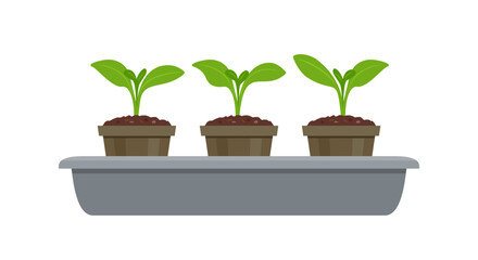 Seedling tray with sprouts plants in pots. Gardening concept. Vector cartoon flat illustration.