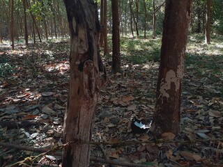 Harvesting rubber from rubber trees on farmers' farms