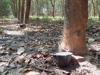 Harvesting rubber from rubber trees on an agricultural farm