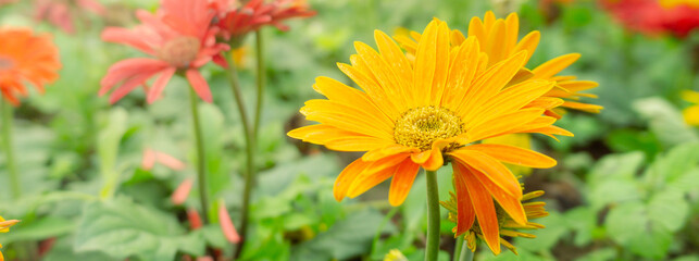 Orange and Yellow Flowers Blooming in a Vibrant Garden