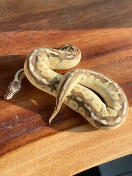 Ball Python snake 