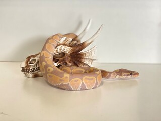 Ball Python snake 