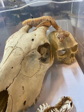 Ball Python snake 