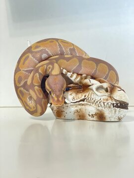 Ball Python snake 