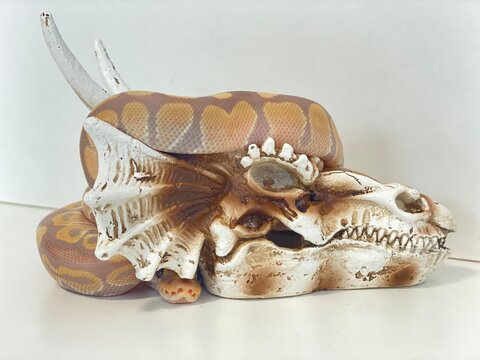 Ball Python snake 