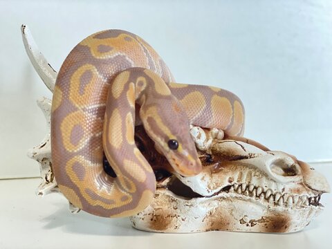 Ball Python snake 