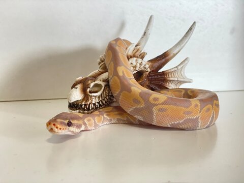 Ball Python snake 