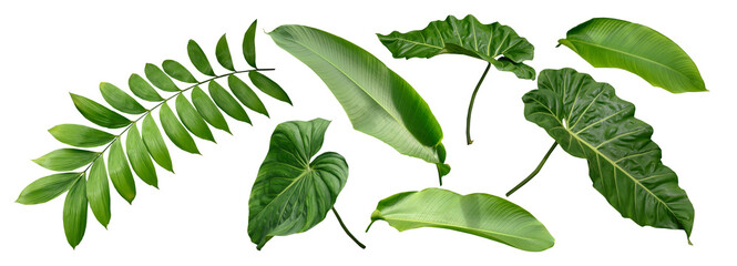 Group Plant leaves Green nature Tropical forest isolated on transparent background - png.(photo)