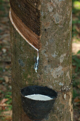 Rubber tree (Hevea Brasiliensis) and droping of latex in the bowl. Rubber tapping fresh milky Latex flows into a black plastic bowl in from para tree