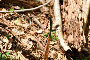 山に自生するマムシグサ