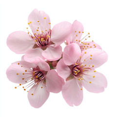 Fototapeta premium pink cherry blossom