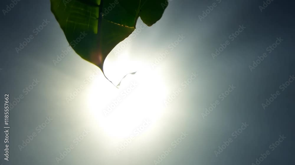 Poster fpv video of a leaf, in a fast motion with strong shadows from the hard light, captures the leaf in 