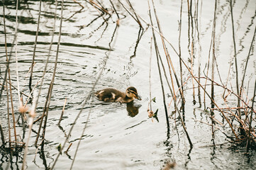 Young Duckling Paddling Through Tranquil Waters with Reeds