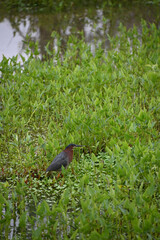 Green Heron Standing in Shallow Water Amid Aquatic Vegetation
