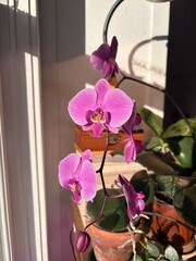 orchid in a window