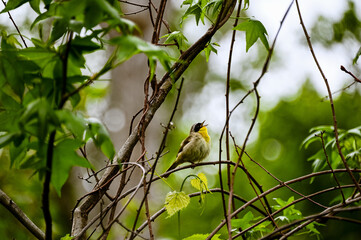Yellow Warbler Perched Among Verdant Foliage