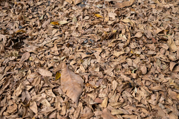 Dried leaves cover ground, creating textured, earthy landscape. various shades of brown and subtle hints of yellow evoke sense of autumn and nature cycle