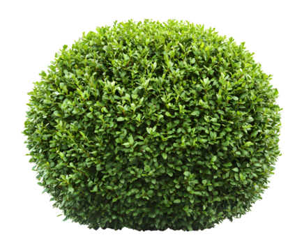 Round green bush tree on transparent background