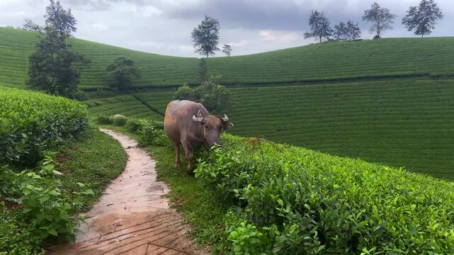 Water buffalo Asian Southeast Asia domestic animal Bubalus bubalis eating grass