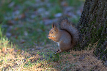 squirrel near a tree