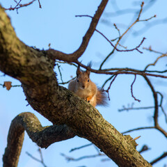 squirrel in an autumn park
