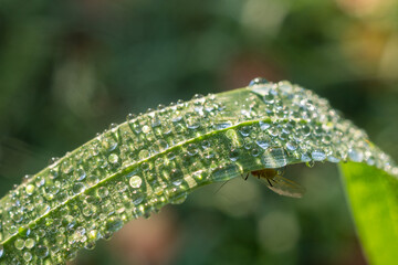 grass with dew drops closeup