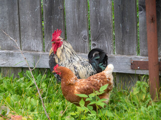 Fototapeta premium rooster and hen near a wooden fence
