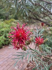 Close-up of a hot pink Grevillea in bloom in the Australian bush
