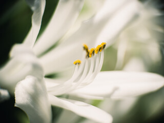 Fototapeta premium Close up of a flower