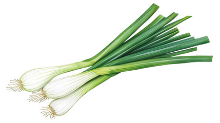Fototapeta premium Fresh green onions with long stems, isolated on a white background.